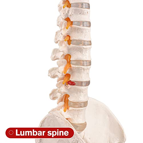 מודל עמוד השדרה האנושי בגודל אולטרה -סוער, חוט השדרה הניתן לכיפוף עם עצם היואיד, דיסק פריצה, עצבים, עורקים, אגן, ראשי עצם עצם, כלי ההוראה