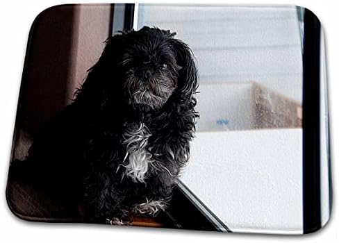 3 דרוז כלב פרוותי שחור -לבן שיאץ 'כלב מחמד LHASAS. - מחצלות ייבוש כלים