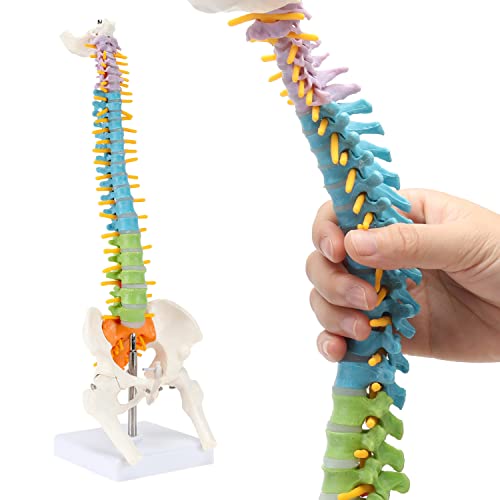 מודל עמוד השדרה האנושי של רונטן, גודל חיים בגודל 34 אינץ 'מודל עמוד השדרה, מודל אנטומי עמוד השדרה עם חוליות, עמוד שדרה צוואר הרחם, עמוד